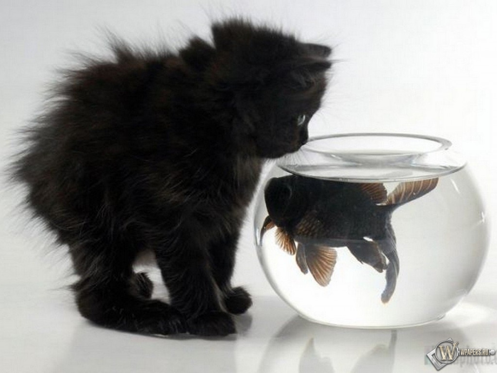 Котенок и аквариум с рыбкой 1024x768