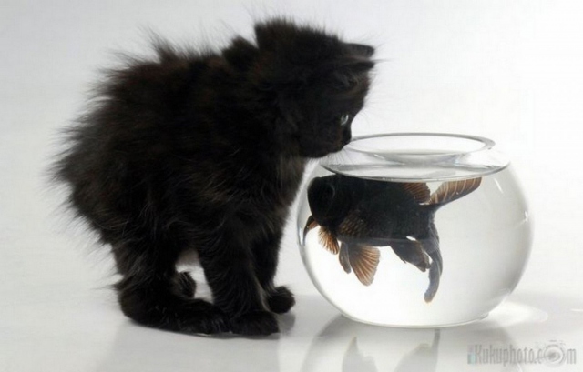 Котенок и аквариум с рыбкой