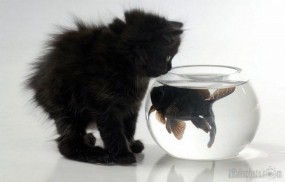 Обои Котенок и аквариум с рыбкой: Аквариум, Рыбка, Котёнок, Кошки