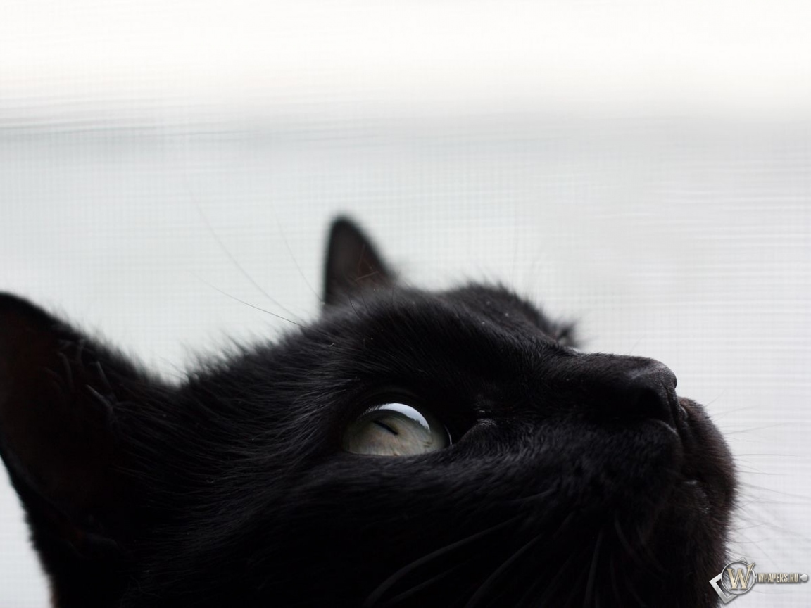 Черный кот 1152x864