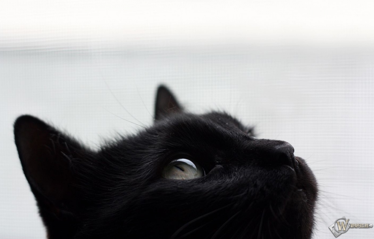 Черный кот 1200x768