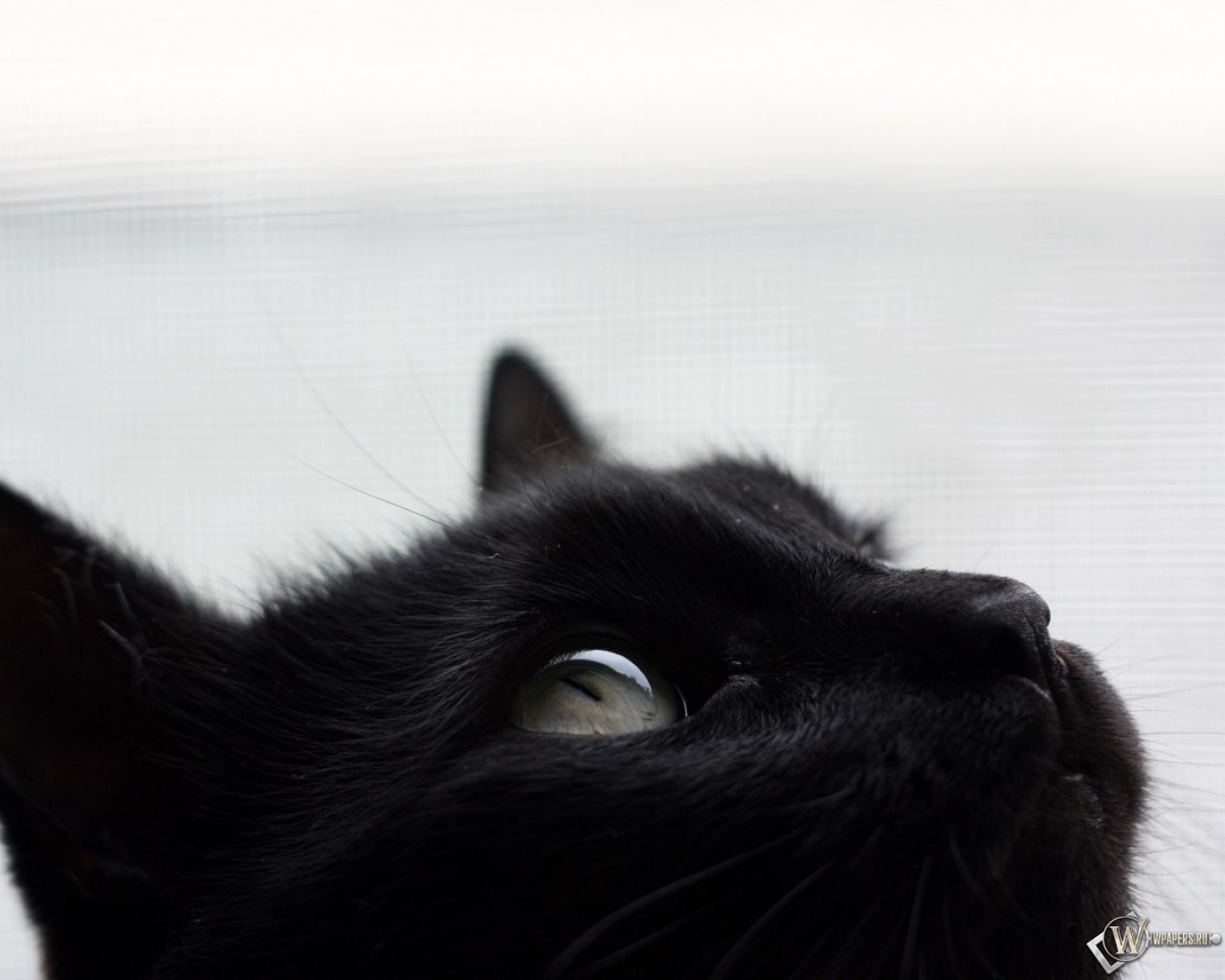 Черный кот 1280x1024
