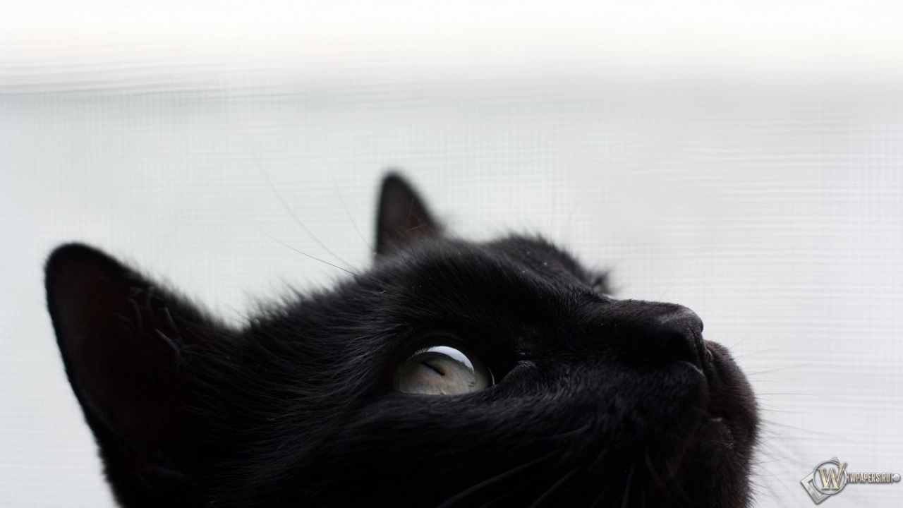 Черный кот 1280x720
