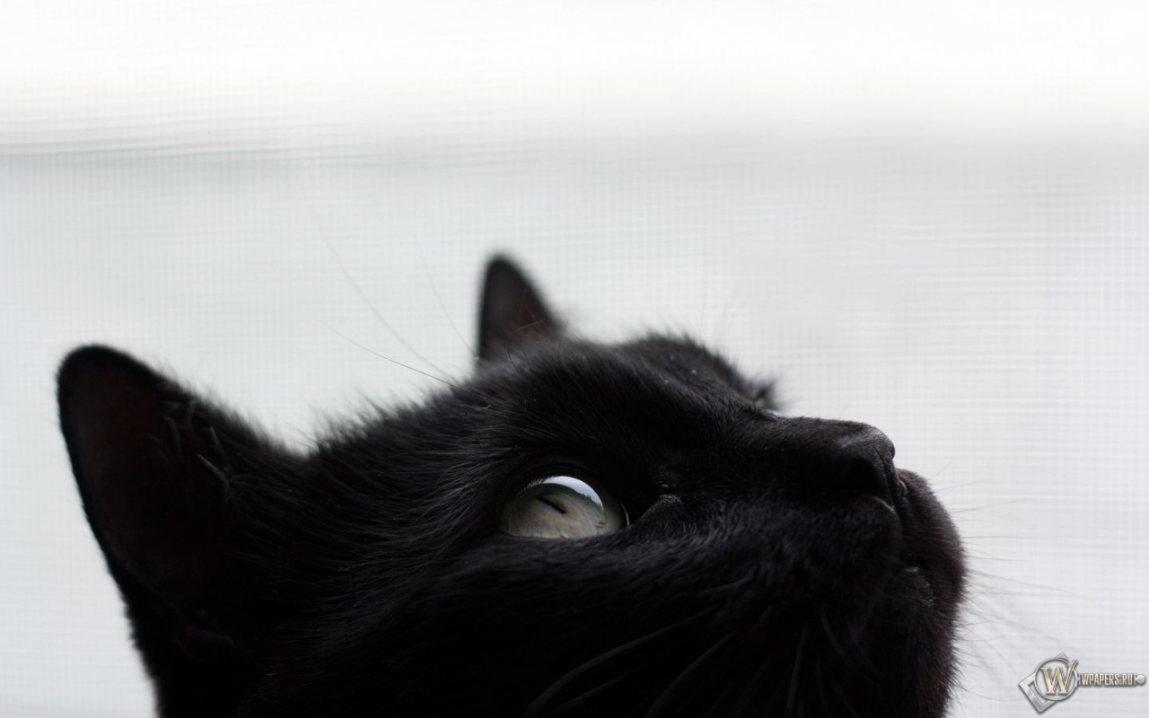 Черный кот 1280x800