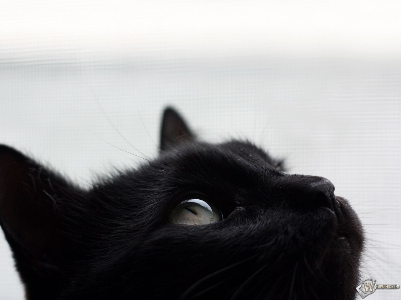 Черный кот 1280x960