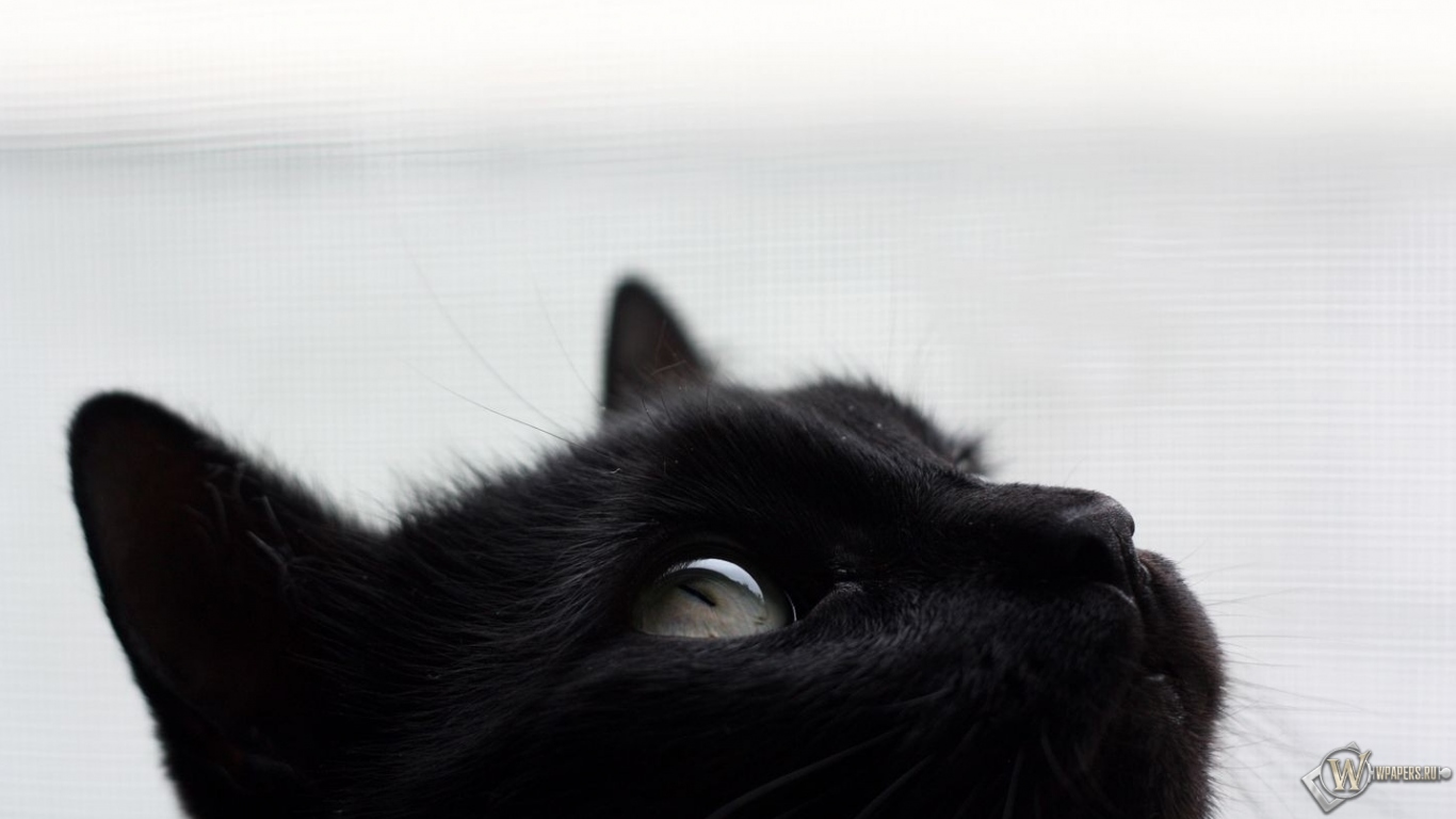 Черный кот 1366x768