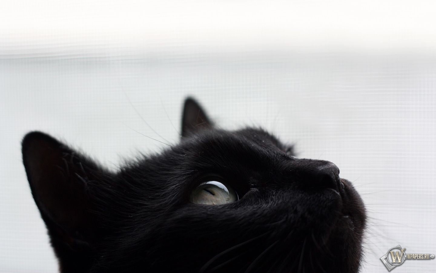 Черный кот 1440x900