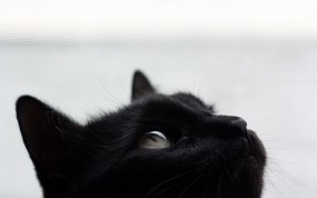Обои Черный кот: Морда, Чёрный кот, Кошки