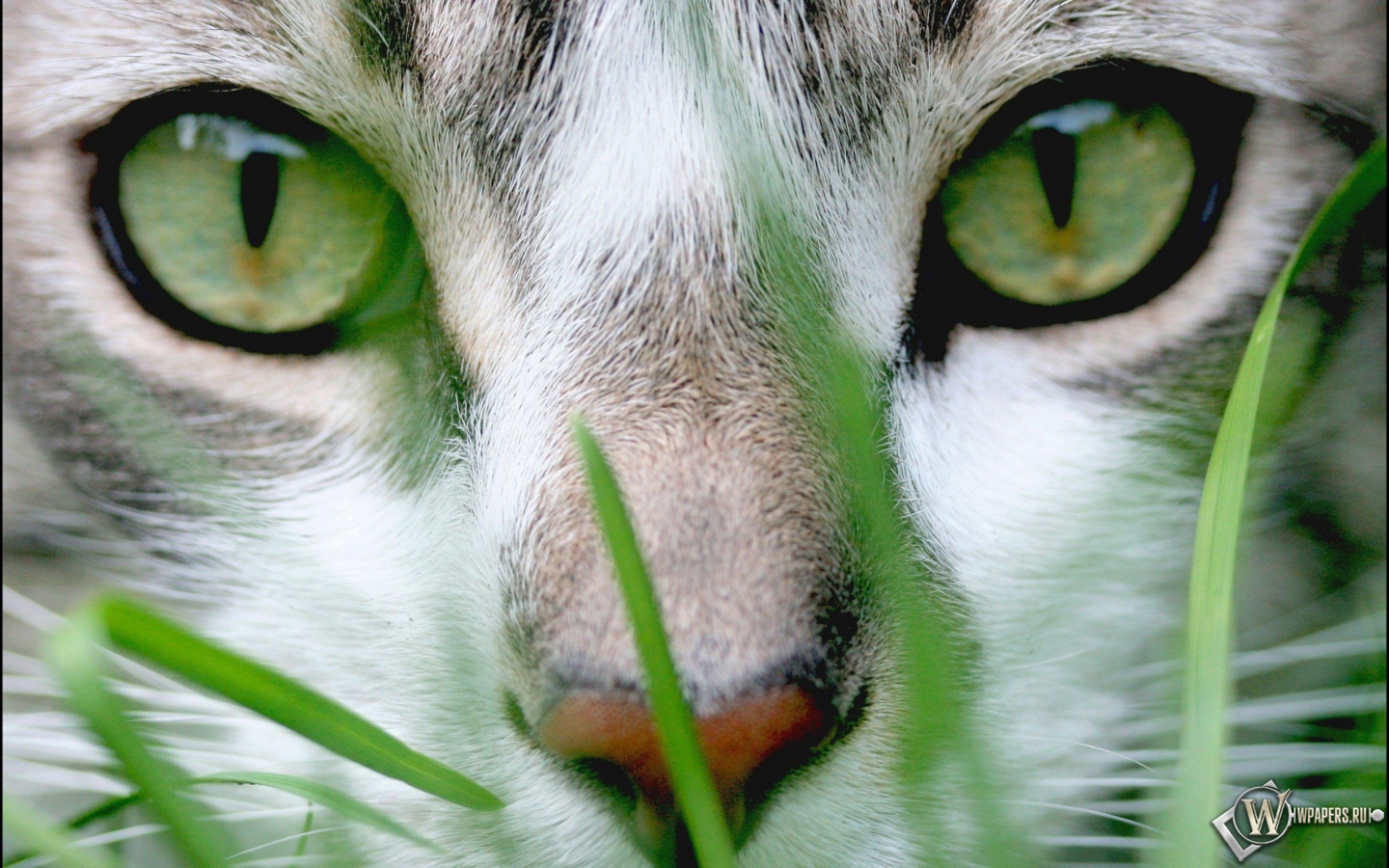 Cat Grass 1440x900