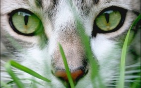 Обои Cat Grass: Взгляд, Кот, Кошки