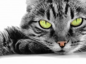Обои кошачья мордочка: Глаза, Взгляд, Кот, Мордашка, Кошки