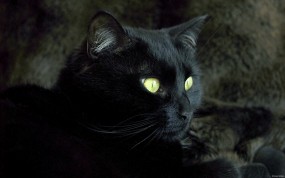 Обои Кошка: Кошка, Чёрная кошка, Животное, Кошки
