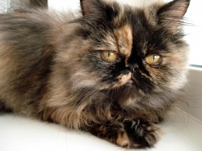 Обои Персидская кошка: Персидский кот, Кошки