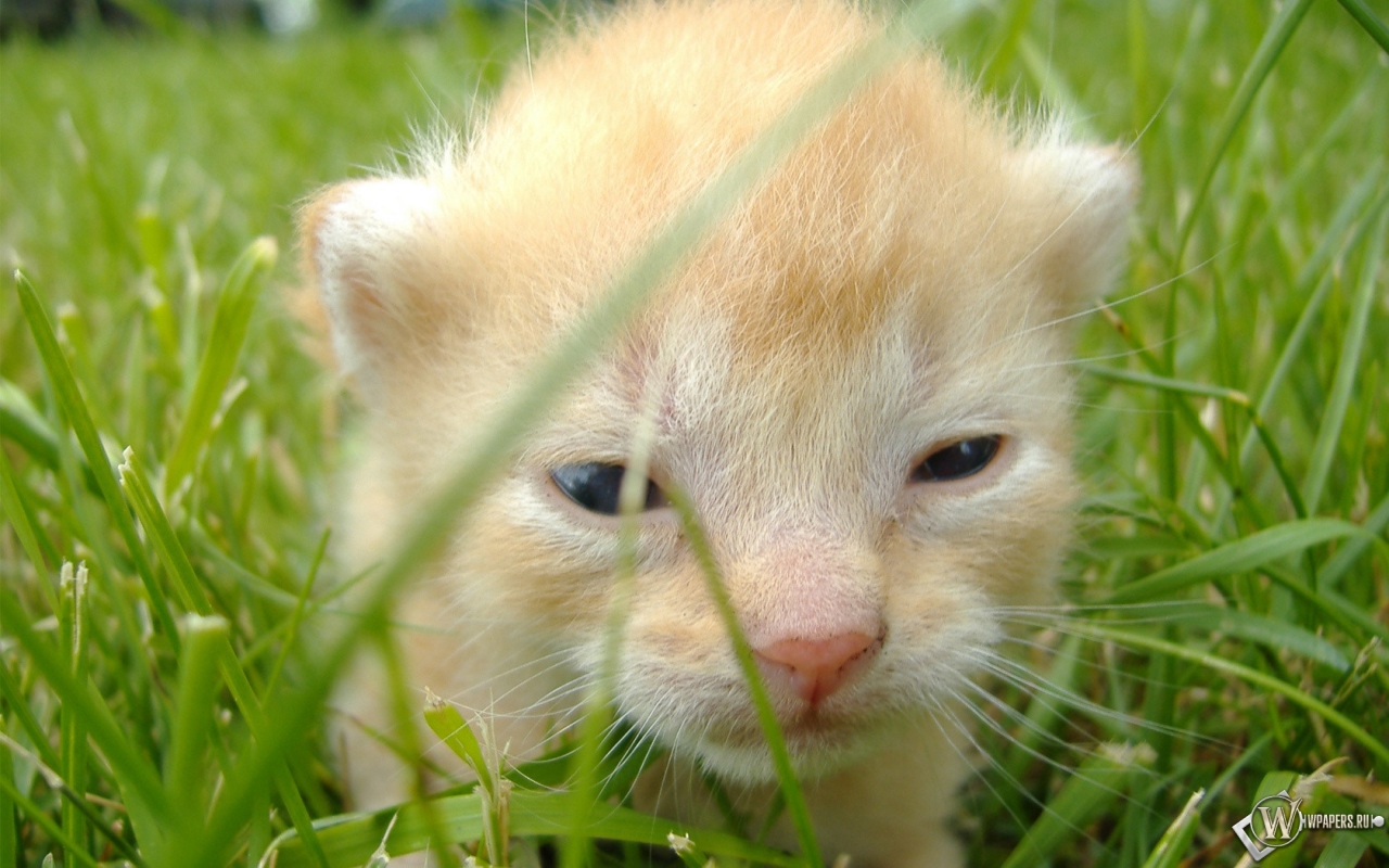 Ninja Cats 1280x800