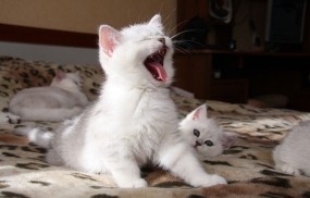 Обои Зевающий котенок: Милашка, Кошка, Котёнок, Кошки