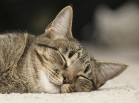 Обои Спящий кот: Кот, Сон, Ковёр, Кошки
