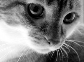 Обои Кошачья мордочка: Глаза, Усы, Кошка, Мордашка, Черно-белый, Нос, Кошки