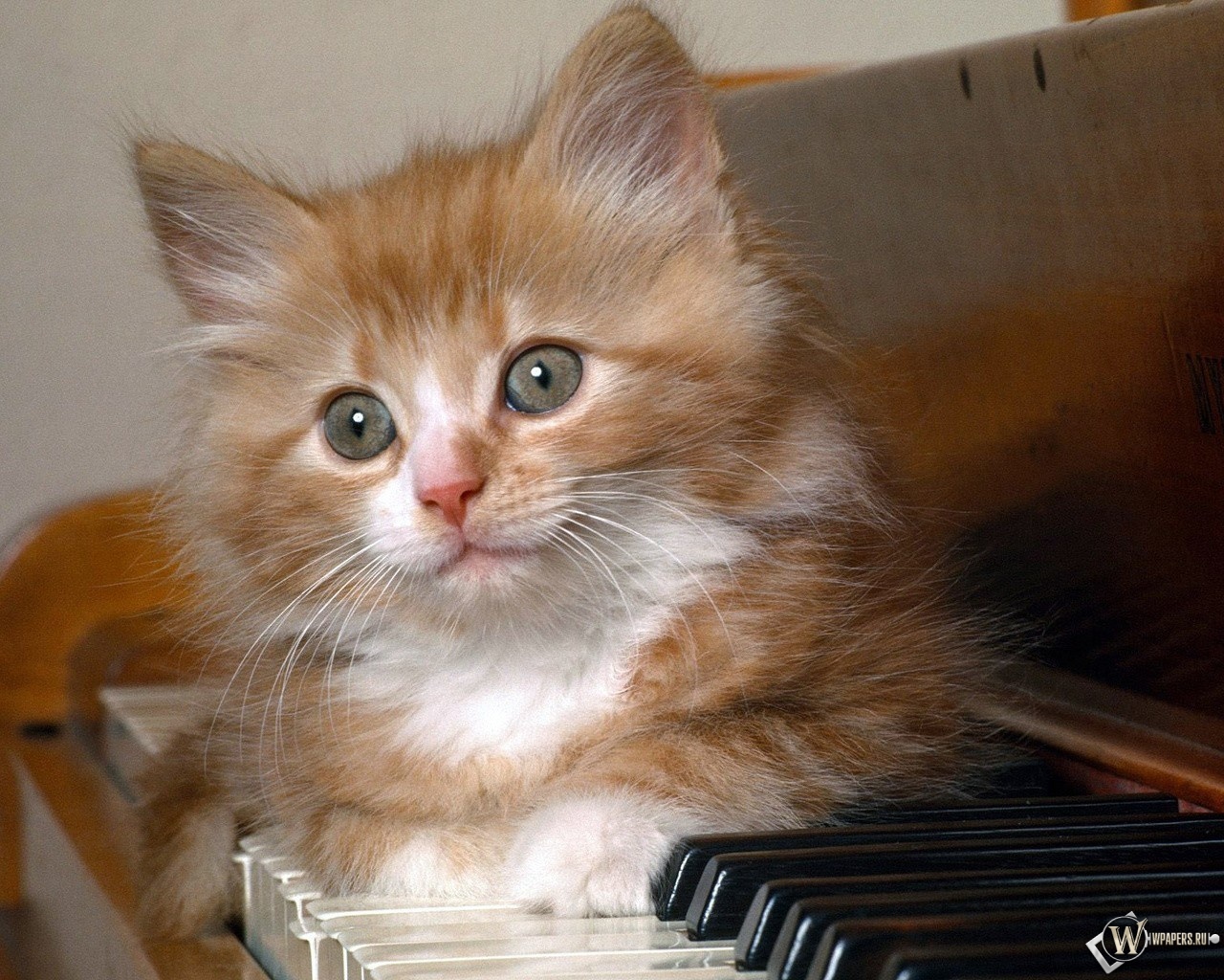 Котёнок на фортепиано 1280x1024