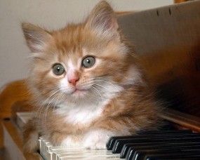 Обои Котёнок на фортепиано: Котёнок, фортепиано, Кошки