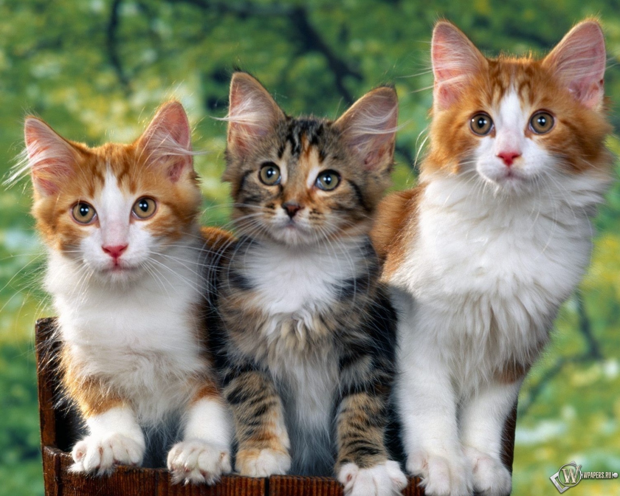 Троица котят 1280x1024