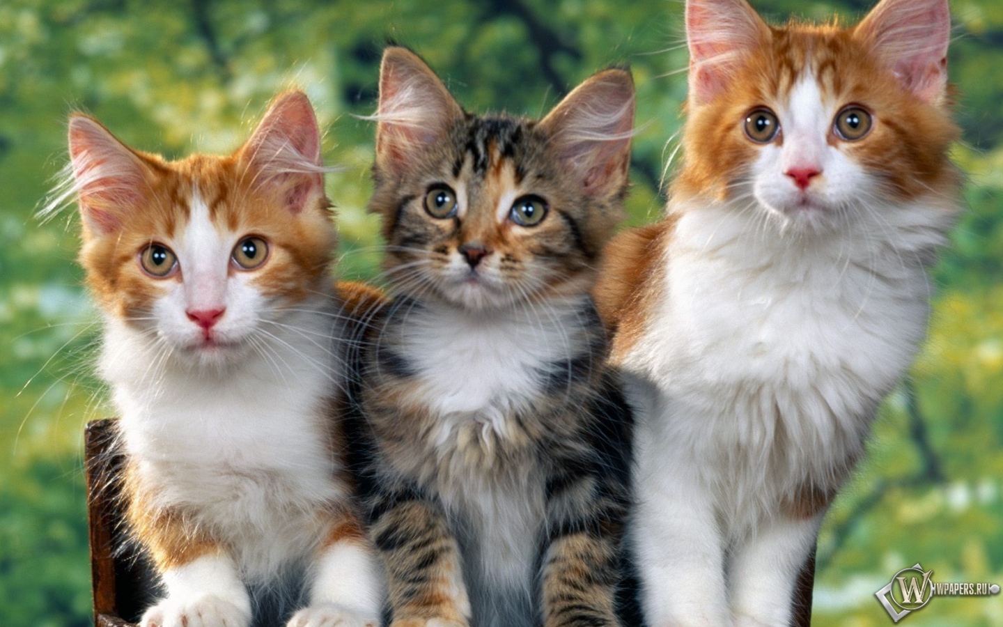 Троица котят 1440x900