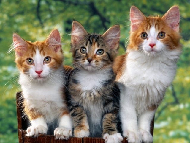 Троица котят