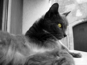 Обои Серая кошка: Глаза, Кошка, Цвет, Чёрно-белая, Кошки