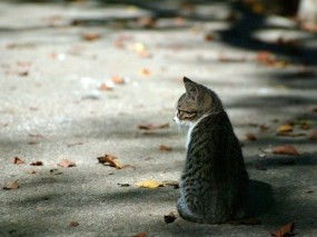 Обои Осенний котёнок: Осень, Котёнок, Листья, Кошки