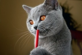 Обои Британский кот-писатель: Кот, Серый, Британский, Кошки