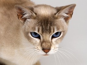 Обои Тонкинская кошка: Взгляд, Кошка, Настроение, Кошки