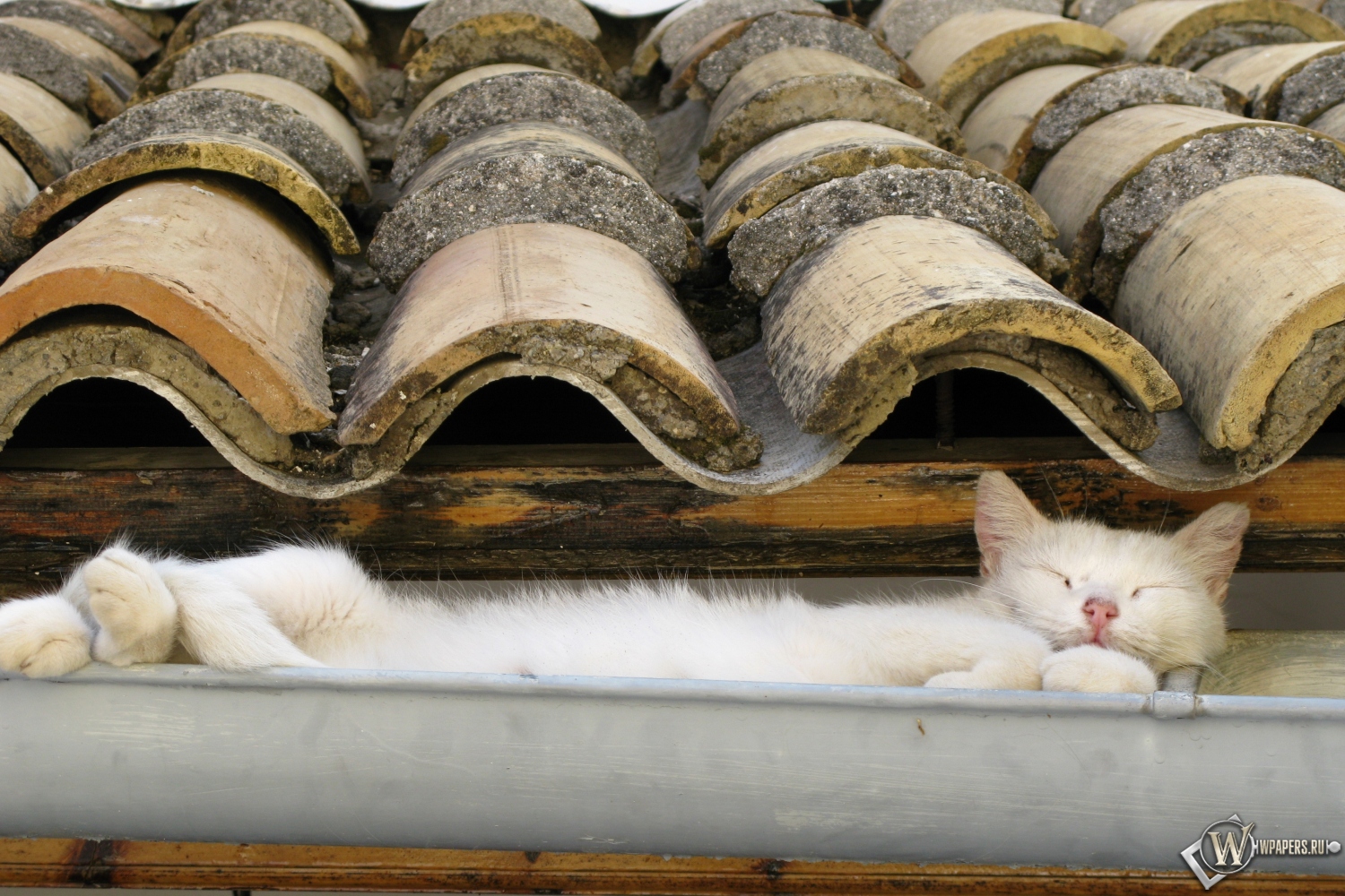 Защита обоев от кошек прозрачные панели