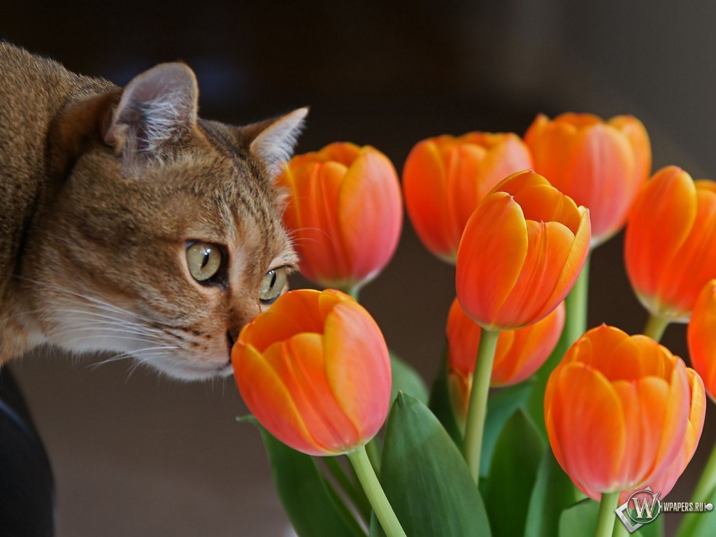 Кот с оранжевыми тюльпанами 1024x768
