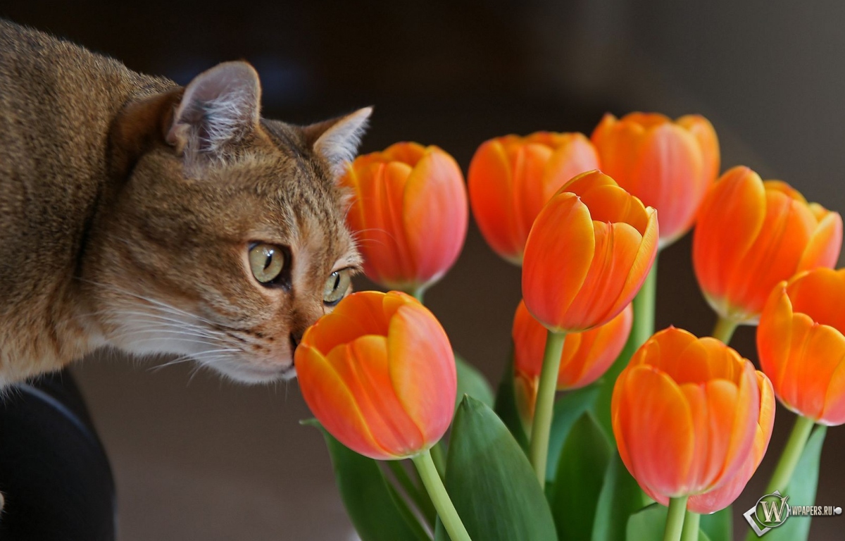 Кот с оранжевыми тюльпанами 1200x768