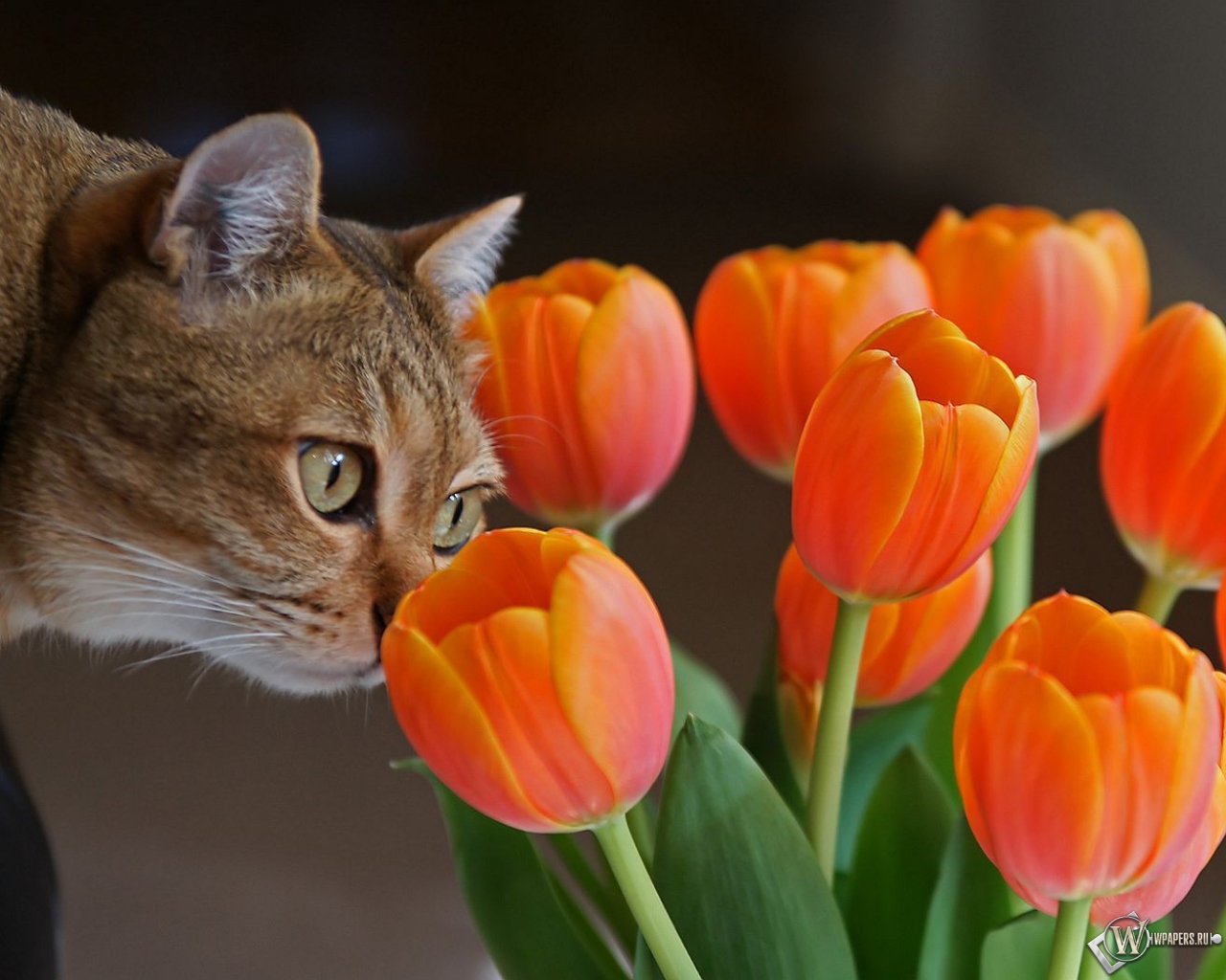 Кот с оранжевыми тюльпанами 1280x1024