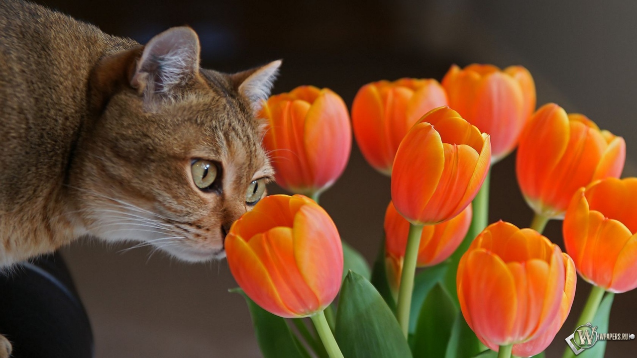 Кот с оранжевыми тюльпанами 1280x720