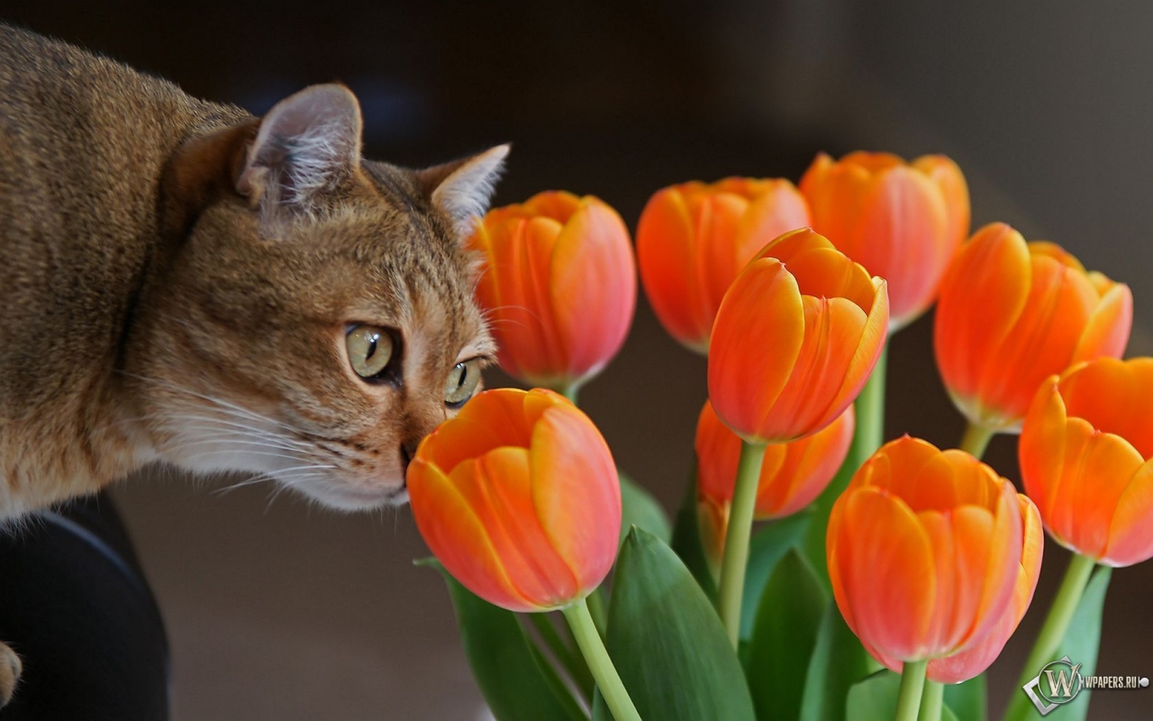 Кот с оранжевыми тюльпанами 1280x800