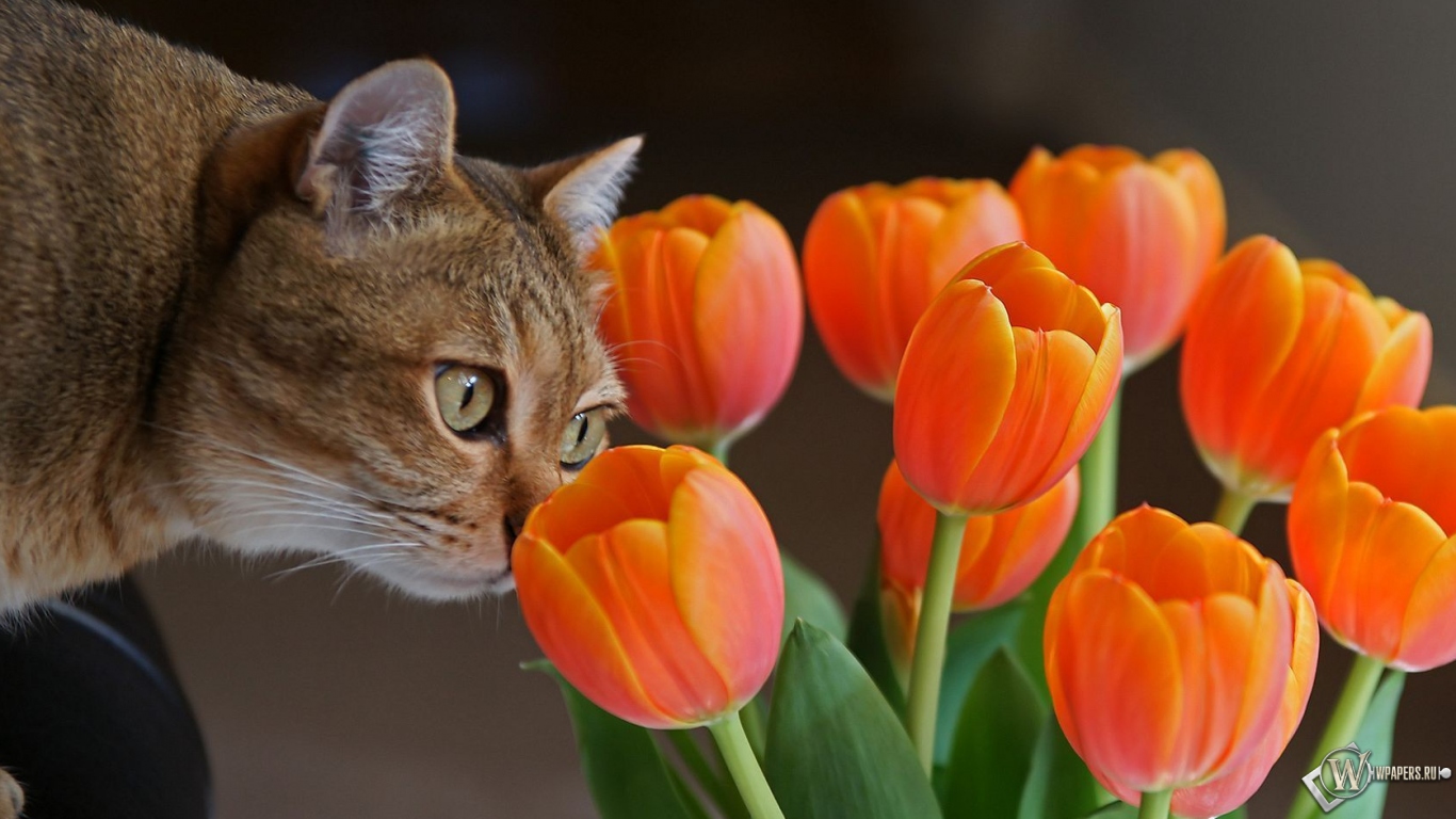 Кот с оранжевыми тюльпанами 1366x768