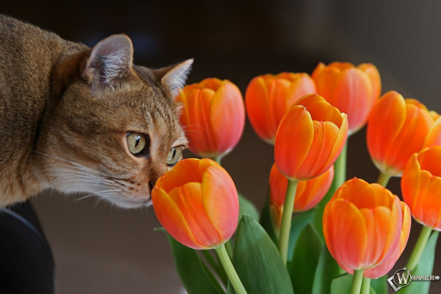 Кот с оранжевыми тюльпанами 1500x1000