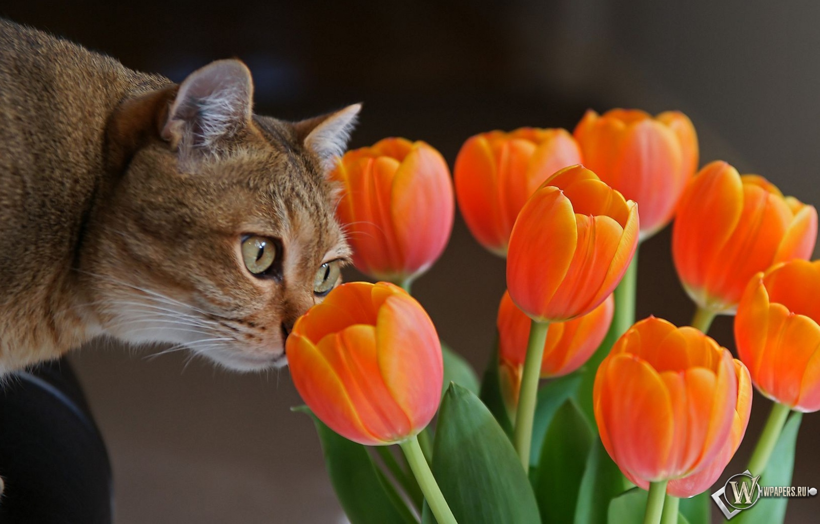 Кот с оранжевыми тюльпанами 1600x1024
