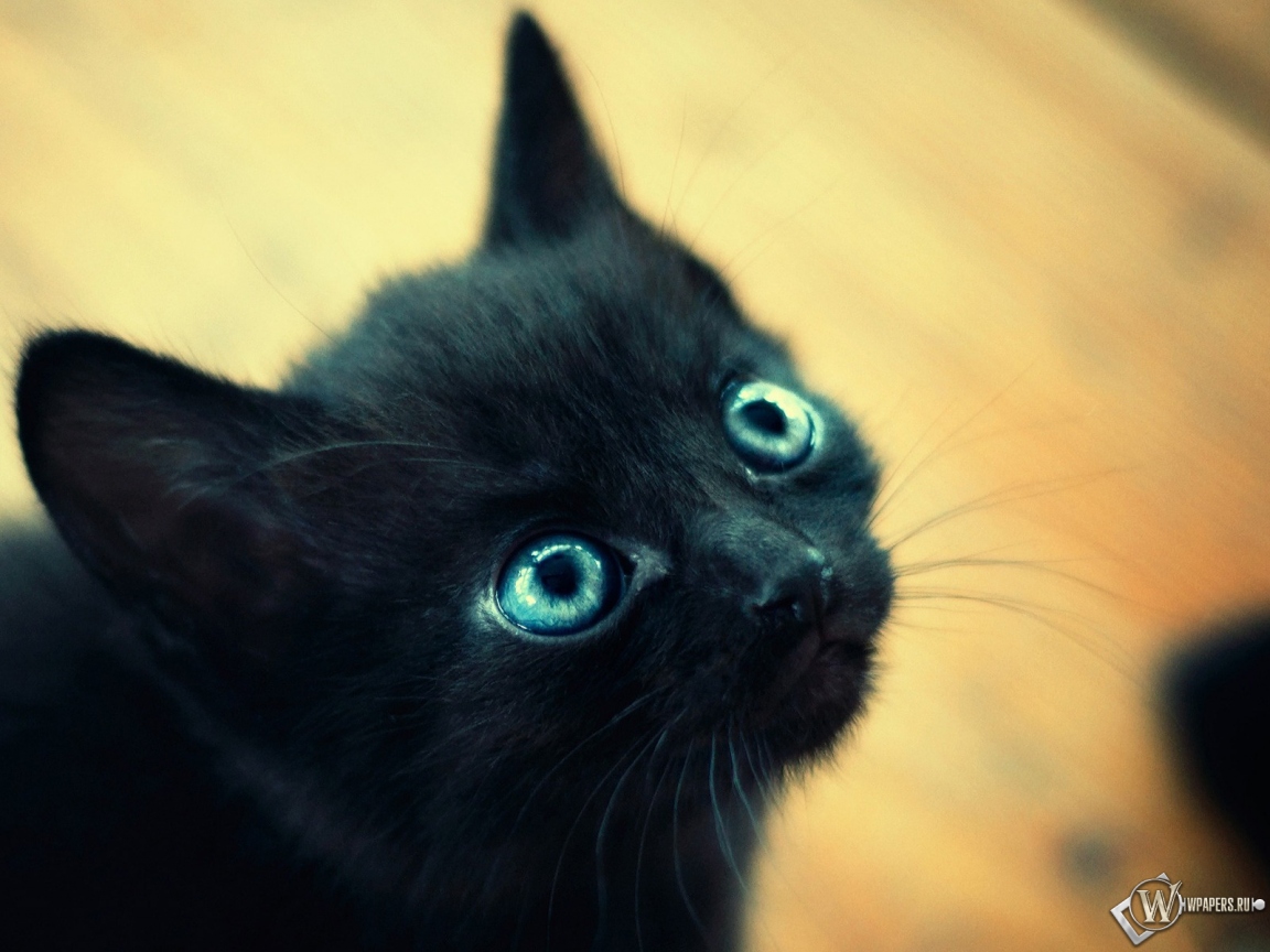 Чёрный котёнок 1152x864