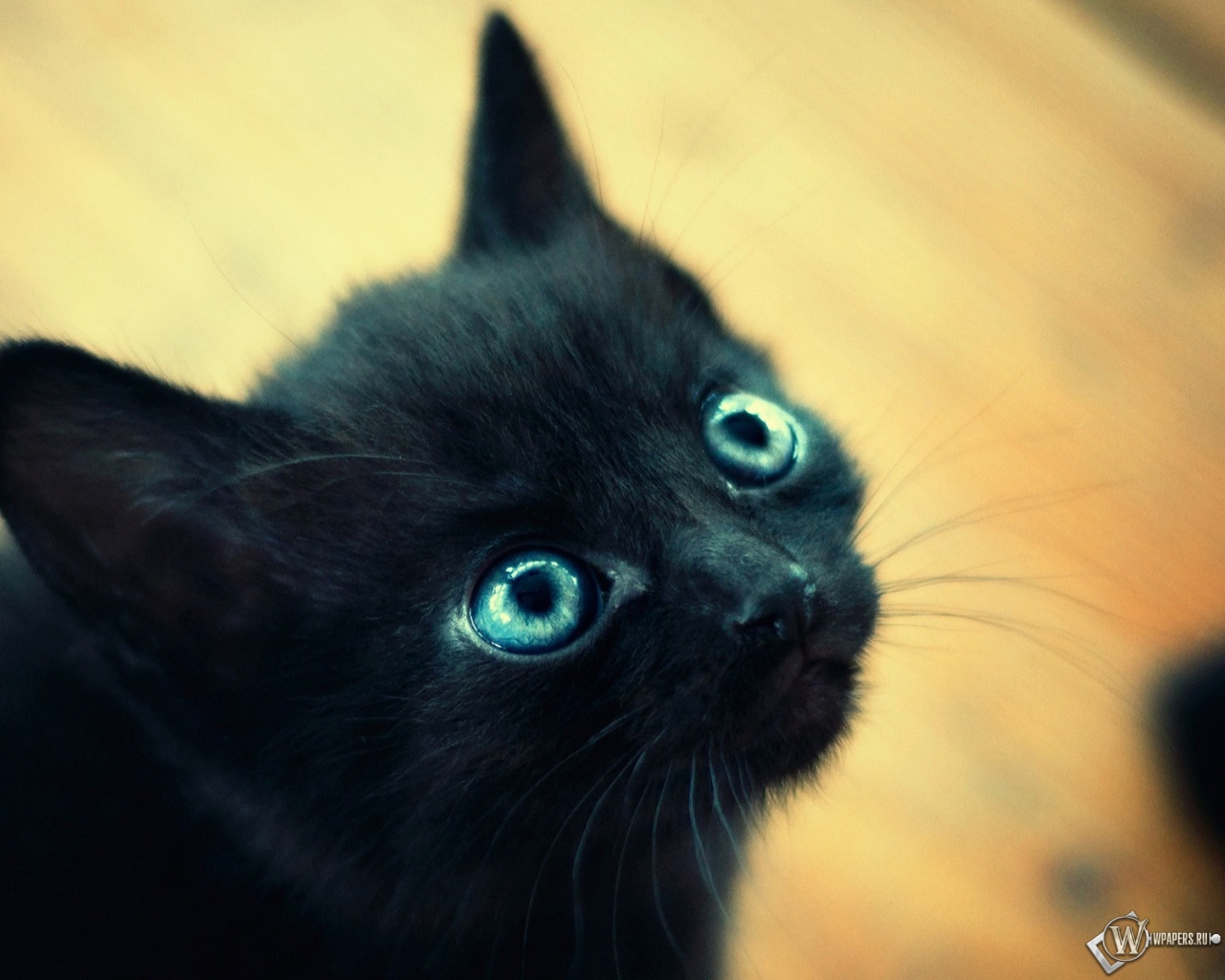 Чёрный котёнок 1280x1024