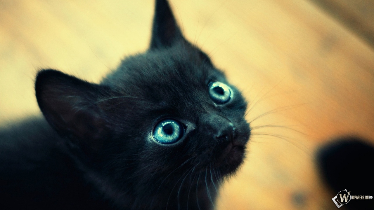 Чёрный котёнок 1280x720
