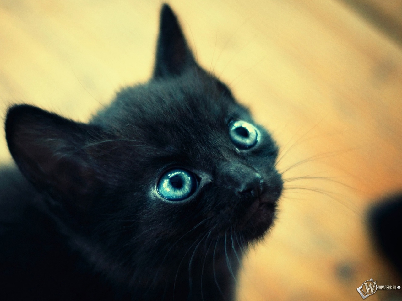 Чёрный котёнок 1280x960