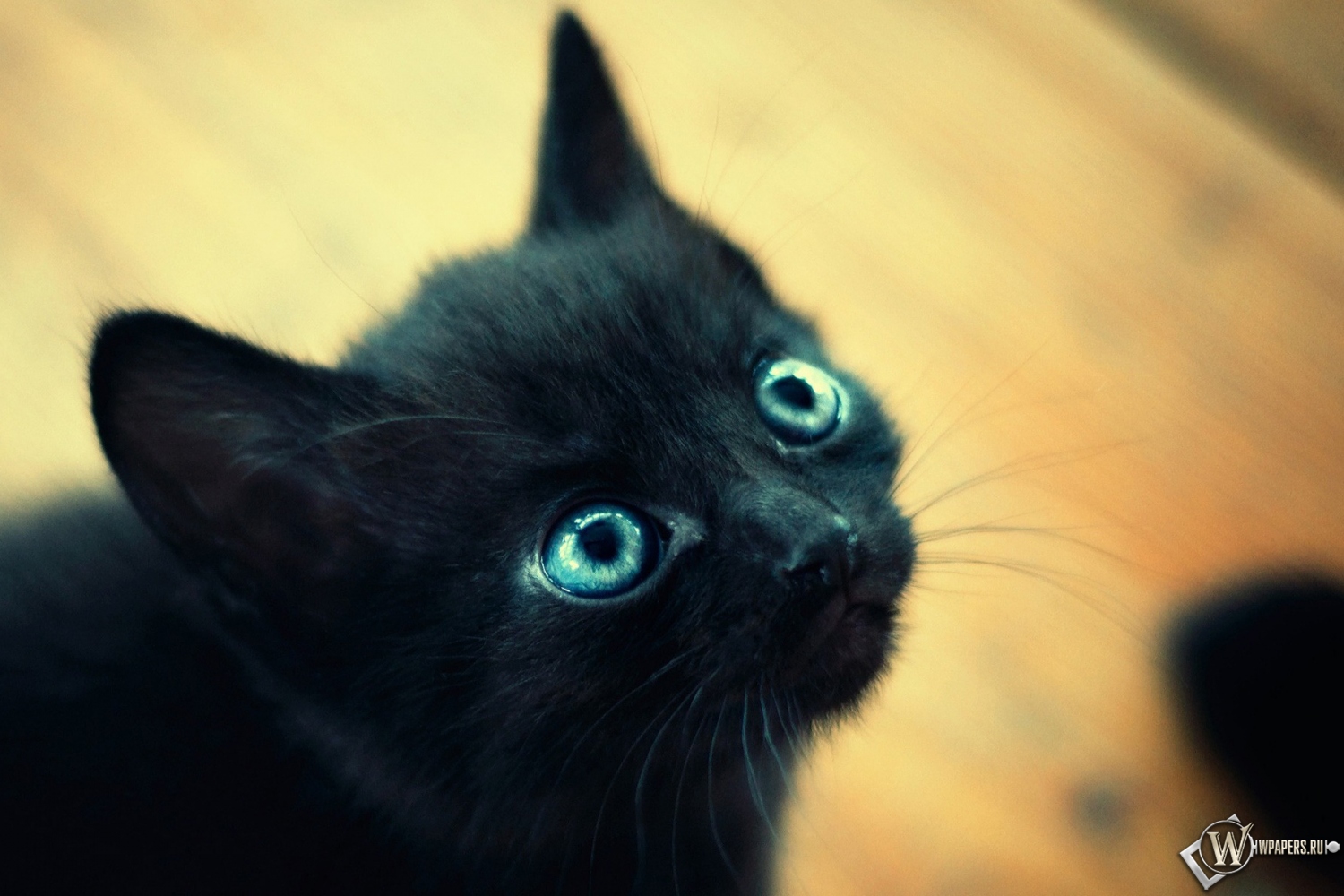 Чёрный котёнок 1500x1000
