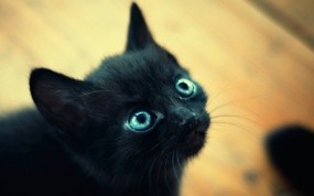 Обои Чёрный котёнок: Глаза, Чёрный, Макро, Котёнок, Кошки