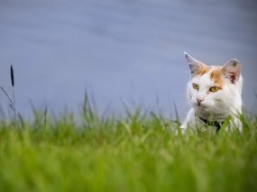Обои Кот в траве: Зелень, Взгляд, Кот, Трава, Кошки
