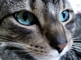Обои Голубоглазый кот: Глаза, Взгляд, Кот, Кошки