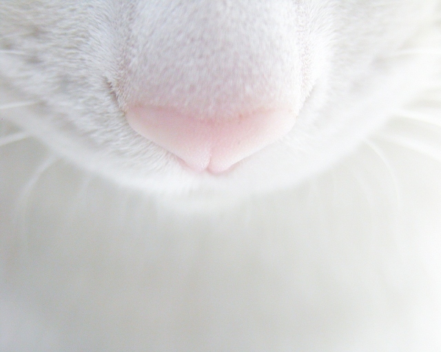 Нос кошки