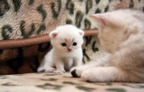 Обои Белый котёнок: Кот, Кошка, Котёнок, Кошки