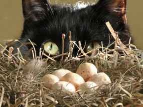 Обои Кот у гнезда: Кот, Гнездо, Яйца, Кошки